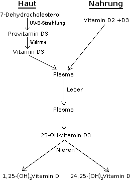 Schema: Aufnahme, Biosynthese und Stoffwechsel von Vitamin D