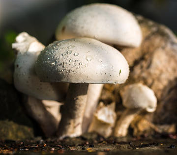Vitamin B2 (Riboflavin) in Champignons